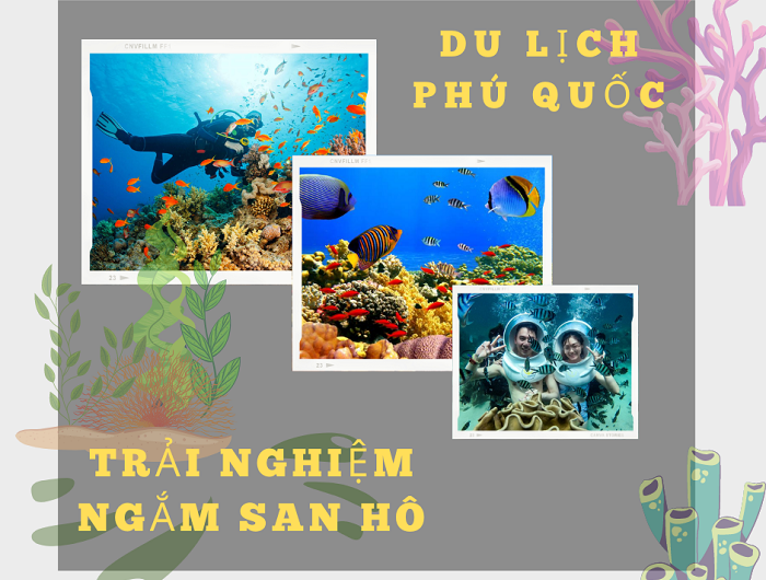 Review tips lặn ngắm san hô Phú Quốc tự túc