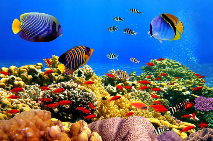 An Thới có hệ sinh thái san hô vô cùng đẹp