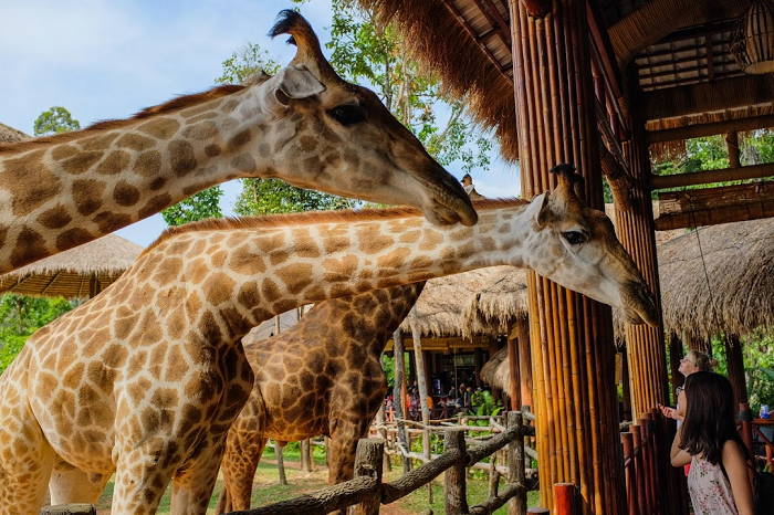 Khám phá thế giới động vật ở Safari Phú Quốc